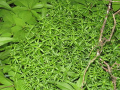 Galium arkansanum