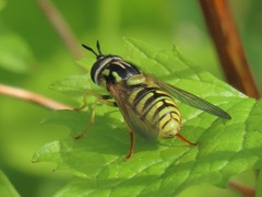 Chrysotoxum cautum