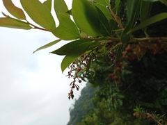 Gaultheria acuminata
