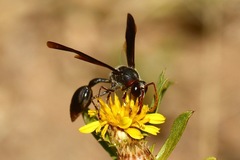 Delta emarginatum