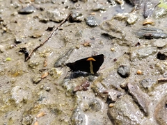 Barca bicolor