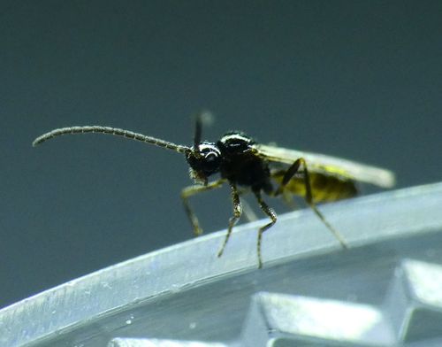 Diaeretiella rapae observed 2022-05-13