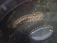 Enchiridium punctatum