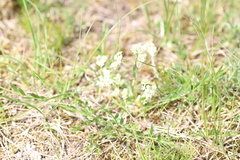 Trinia glauca