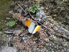 Anthocharis thibetana