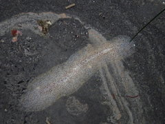 Enchiridium punctatum