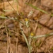 Gorteria gracilis - Photo (c) i_c_riddell, algunos derechos reservados (CC BY), subido por i_c_riddell