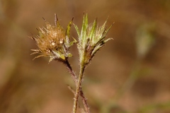 Gorteria gracilis image