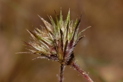 Gorteria gracilis image