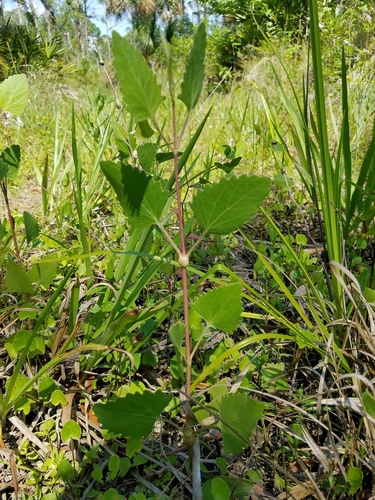 Semaphore thoroughwort (Eupatorium mikanioides)