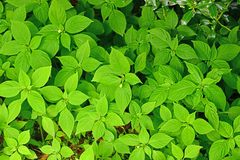 Impatiens parviflora