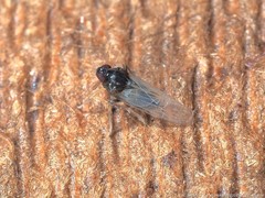 Pissonotus piceus
