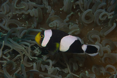 Amphiprion polymnus
