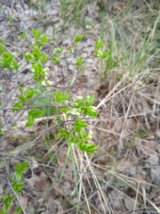 Prunus fruticosa