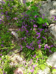 Legousia speculum-veneris
