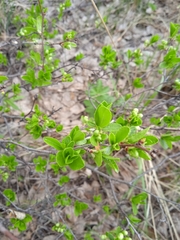 Prunus fruticosa