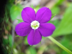 Legousia speculum-veneris