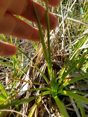 Eriocaulon decangulare image