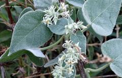 Philibertia tomentosa