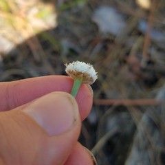 Eriocaulon decangulare image