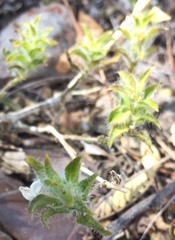 Tetramerium nervosum