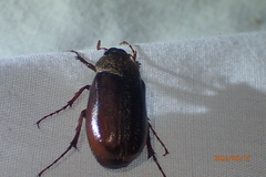 Phyllophaga hirticula