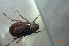 Phyllophaga hirticula