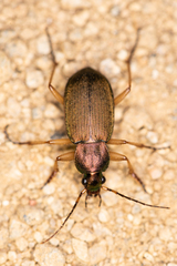 Chlaenius pallipes