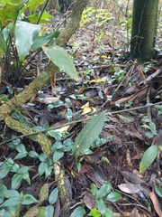 Cryptostylis arachnites