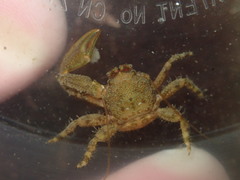 Petrolisthes cabrilloi