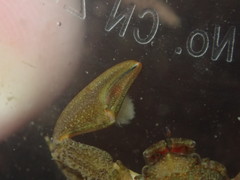 Petrolisthes cabrilloi