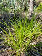 Eriocaulon decangulare image
