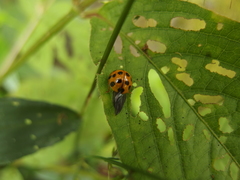 Harmonia dimidiata