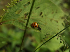 Harmonia dimidiata