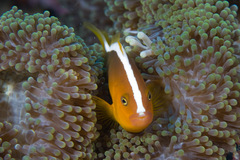 Amphiprion sandaracinos