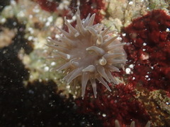 Anthopleura mariae