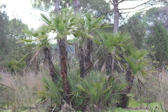 Chamaerops humilis