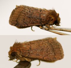 Protorthodes oviduca