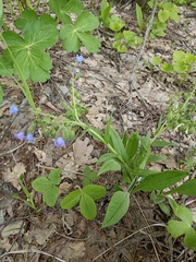 Pulmonaria angustifolia