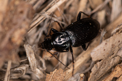 Pterostichus subovatus