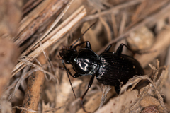 Pterostichus subovatus