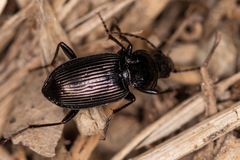 Pterostichus subovatus