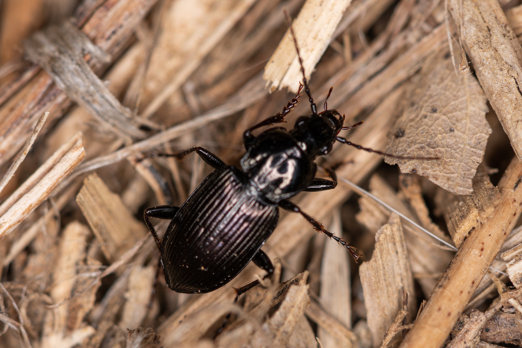 Pterostichus subovatus