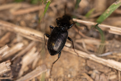 Pterostichus subovatus