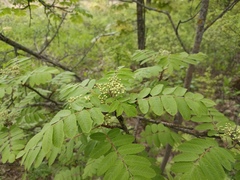 Sorbus aucuparia