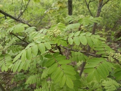 Sorbus aucuparia