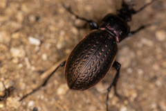 Carabus billbergi