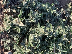 Trifolium gymnocarpon