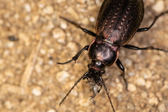 Carabus billbergi