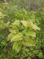 Acer tataricum